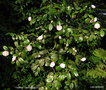 vignette Camlia ' TAMMIA  ' camellia japonica