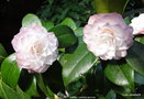 vignette Camlia ' TAMMIA  ' camellia japonica
