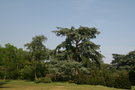 vignette Cedrus ... - arbre remarquable prs de la pagode