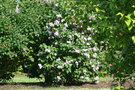 vignette Kew Gardens - Collection de Lilas - Lilac Collection