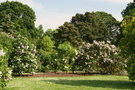 vignette Kew Gardens - Collection de Lilas - Lilac Collection