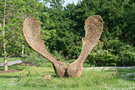 vignette Sculpture vgtale de Tom Hare- Acer pseudoplatanus - Sycamore seed - Tom Hare