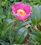 vignette Camlia ' ST EWE ' camellia hybride williamsii