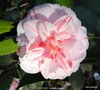 vignette Camlia ' CLOTILDE ' camellia japonica