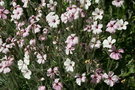 vignette Geranium maderense 'Guernsey White' - Granium de Madre blanc
