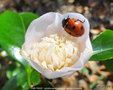 vignette Camlia ' PINK TINSIE ' camellia japonica , visit par une coccinelle