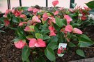 vignette Anthurium 'Bouquet Pink'