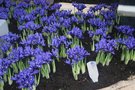 vignette Iris reticulata 'Harmony'