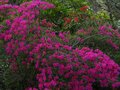 vignette Azalea japonica petites fleurs mauves au 16 04 12