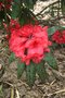 vignette Rhododendron Matador Group