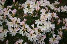 vignette Rhododendron 'Silver Sixpence'