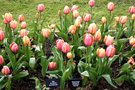 vignette Tulipa 'Apricot Impression' (Darwinhybrid Group)