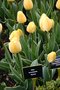 vignette Tulipa 'Big Jack' (Darwinhybrid Group)
