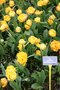 vignette Tulipa 'Double Beauty of Apeldoorn' (Darwinhybrid Group)