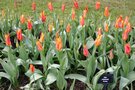 vignette Tulipa 'Fly Away' (Lily-Flowered Group)