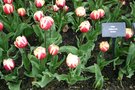 vignette Tulipa 'Horizon' (Double Late Group)