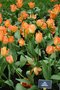 vignette Tulipa 'Orange Emperor' (Fosteriana Group)