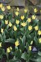 vignette Tulipa 'Yellow Crown' (Triumph Group)