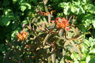 vignette Euphorbia griffittii 'Dixter'
