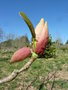 vignette Magnolia officinalis var. biloba