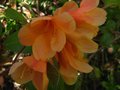 vignette Rhododendron Cinnabarinum glow au 16 04 12