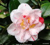 vignette Camlia ' MABEL BRYAN ' camellia japonica