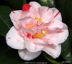 vignette Camlia ' MABEL BRYAN ' camellia japonica