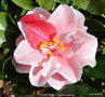 vignette Camlia ' YOURS TRULY   ' camellia japonica , mutation de ' Lady Vansittart '