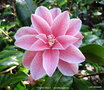 vignette Camlia ' YOURS TRULY   ' camellia japonica , mutation de ' Lady Vansittart '