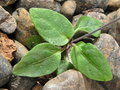 vignette Pseuderanthemum variabile