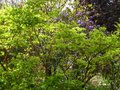 vignette Acer palmatum Senkaki devant le Rhododendron Augustinii au 18 04 12