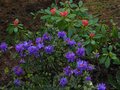 vignette Rhododendron Blue Tit devant le Rhododendron Invitation au 17 04 12