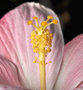 vignette Hibiscus denisonii