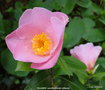 vignette Camlia ' ELLAMINE ' camellia hybride williamsii