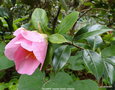 vignette Camlia ' ELLAMINE ' camellia hybride williamsii