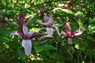 vignette Magnolia liliiflora
