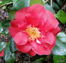 vignette Camlia ' GRAND PRIX ' camellia japonica
