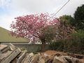 vignette Prunus 'Kanzan' = Sekiyama