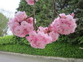 vignette Prunus 'Kanzan' = Sekiyama