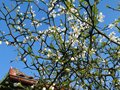vignette Poncirus trifoliata bien fleuri et bien armé au 07 04 12