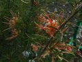 vignette Grevillea semperflorens desert flame autre vue au 13 04 12