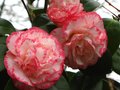 vignette Camellia japonica Margareth Davies Picottee au 23 03 12