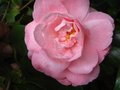 vignette Camellia japonica Cherryl lynn gros plan au 05 04 12