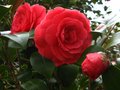 vignette Camellia japonica Coquettii magnifique au 04 03 12