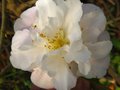 vignette Camellia Scentuous joliment parfum au 03 04 12
