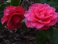 vignette Camellia Reticulata K.O.Hester et ses grandes fleurs au 24 03 12