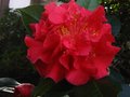 vignette Camellia reticulata Dr Clifford's park  la trs grande fleur au 30 01 12