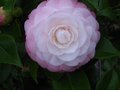 vignette Camellia japonica Desire gros plan au 25 01 12