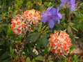 vignette Edgeworthia Chrysantha red dragon et Rhododendron Saint Tudy au 15 04 12