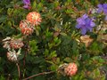 vignette Edgeworthia Chrysantha red dragon et Rhododendron St Tudy autre vue au 15 03 12